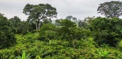 該公司表示，Nestlé將繼續與所有利益相關者合作，幫助保護和恢複森林。圖片:雀巢