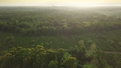 Ritter Sport在尼加拉瓜可可農場的未開墾森林。圖片:Ritter Sport