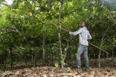 CFI表示，在Côte d’ivvoire和加納，有100萬農民接受了良好農業實踐培訓。圖片:CFI