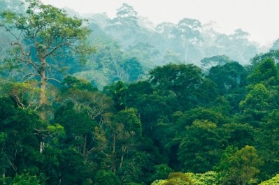 大部分森林砍伐是由擴大可可等關鍵商品的生產所驅動的。圖片:雨林聯盟