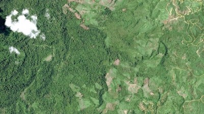 斯特林公司的衛星技術在阻止森林砍伐方麵發揮著關鍵作用。圖片:燕八哥