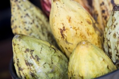 加納今年因芽腫病損失了11%的可可作物，1.4億美元的刺激計劃將用於解決這一具體問題。圖片:蓋蒂圖片社/ bwack