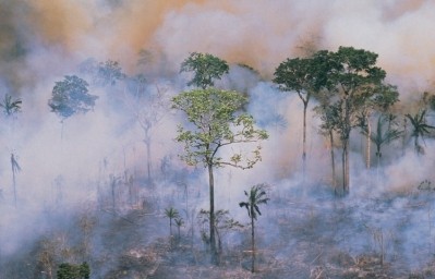 歐洲新的森林砍伐條例會違反WTO規則嗎?/ Pic: GettyImages-Stockbyte