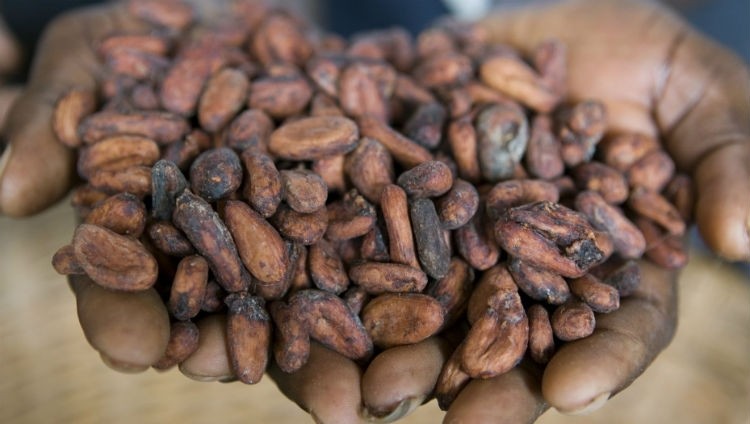 巧克力製造商和可可處理器已同意支付這個西非國家的生活收入差距每噸400美元的市場價格。圖片:嘉吉”>
         <figcaption class=