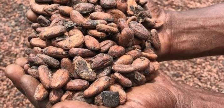 科特迪瓦的可可農民現在可以通過新的電子卡保證他們的可可豆的農場價格。圖片:強大的地球＂>
         <figcaption class=