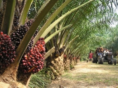 雀巢表示，它的願景是建立一個可持續的棕櫚油行業。圖片:foodnavigator.com