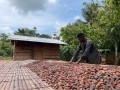 ABOCFA成員Joseph Aperko耙著可可豆，在陽光下曬幹，製作加納黃金巧克力棒。圖片:米婭