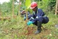 青年工人在加納農場種植新可可樹,這是加納農業服務財團的一部分ic:Kojo Hayford/thecoa