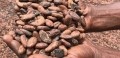 科特迪瓦的可可農民現在可以通過新的電子卡保證他們的可可豆的農場價格。圖片:強大的地球
