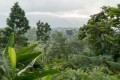 砍伐森林在西非可可種植地區仍然是一個問題,盡管方案防止實踐。圖片:WCF