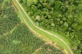 棕櫚油種植園在熱帶雨林的邊緣。圖片:蓋蒂/ Cn0ra